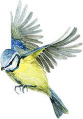 鳥