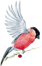 鳥