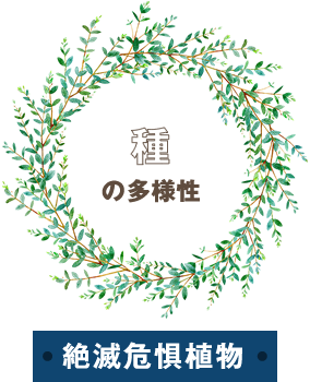 種の多様性ーー絶滅危惧植物